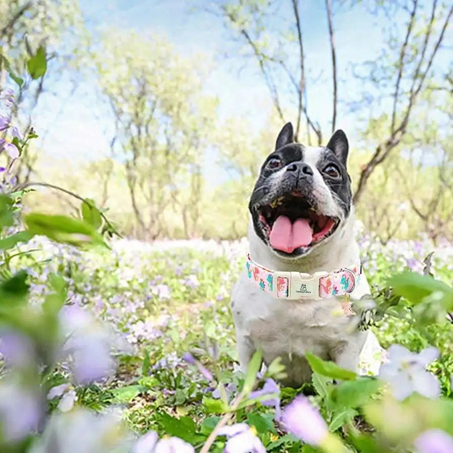 Dinosaur Cute Dog Collar, Suitable For Medium Dogs, Adjustable And Durable