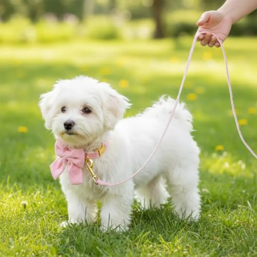2pcs Dog Collar and Leash Set with Bowtie Cute Small Dog Collar Harness Leash Set Adjustable Breathable Soft Padded