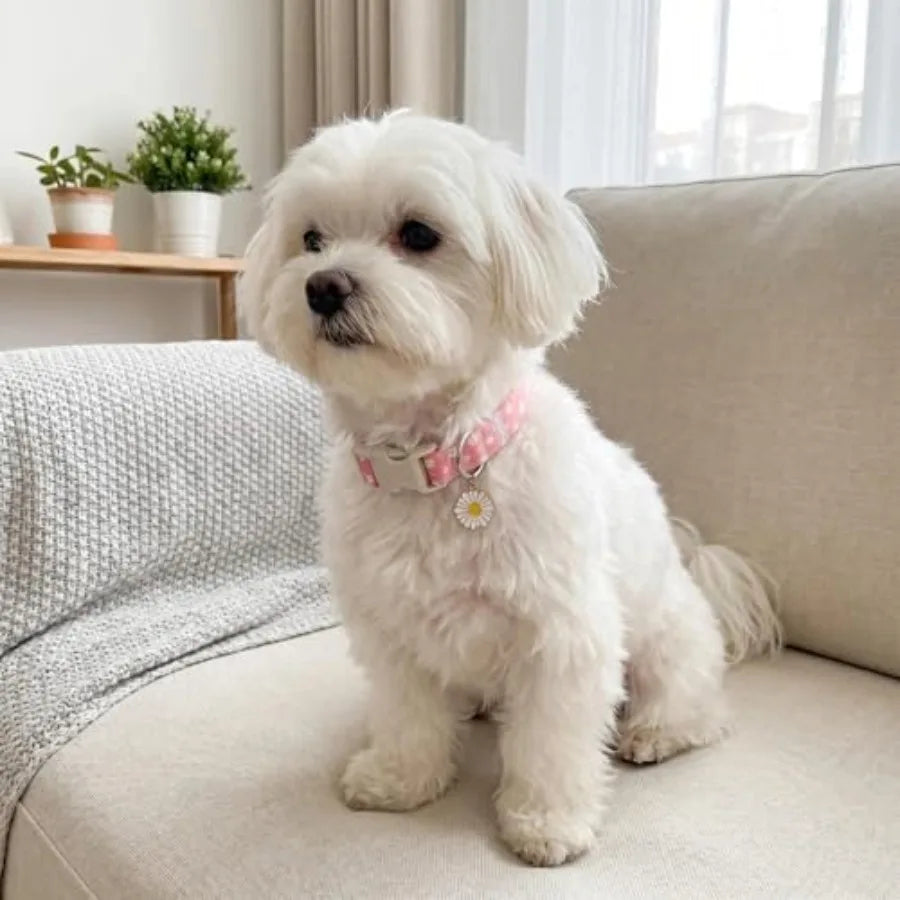 Daisy Dog Collar, Cute and Durable Quick-Release Pet Collar for Small, Medium, Large Dogss Pink, L