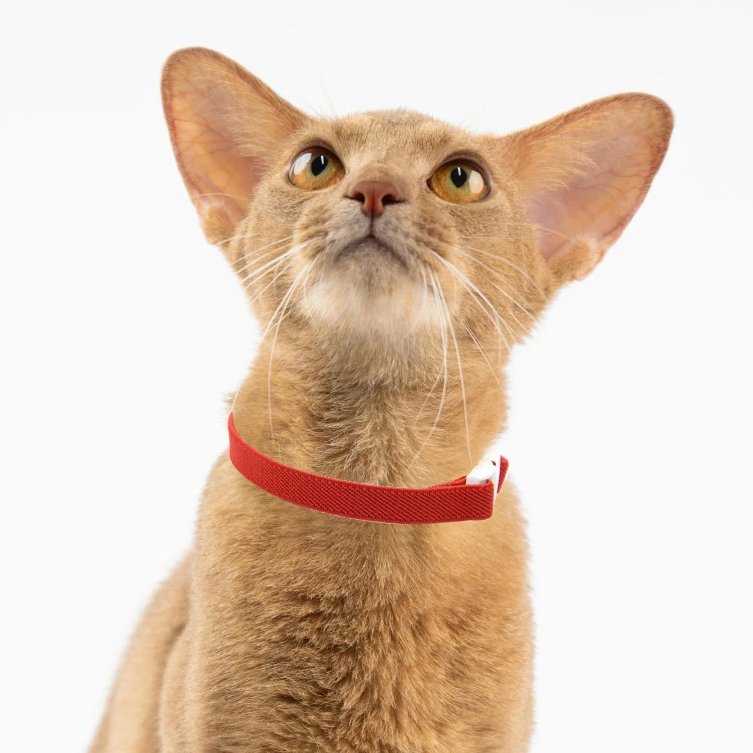 Light Weight Fashion Safety dog Collar Stretch Elastic