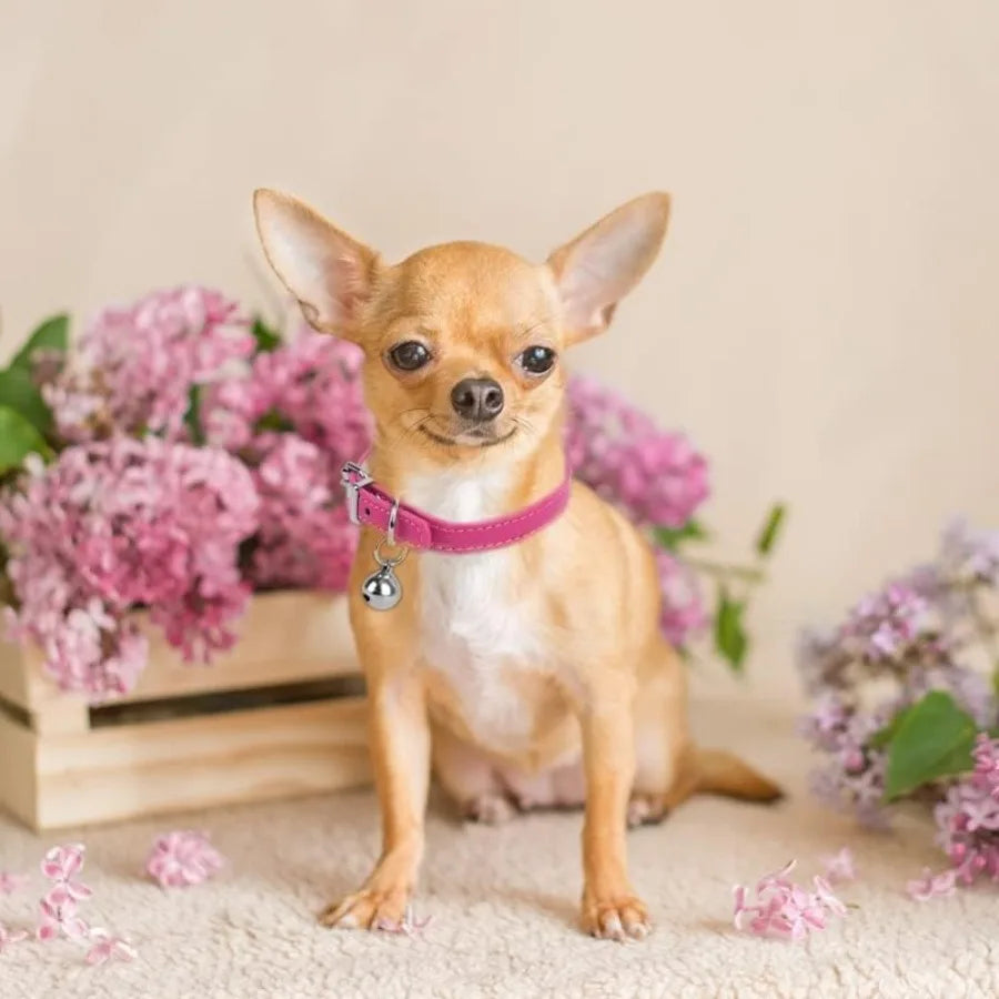 XXS Dog Collar with Bell, PU Leather Puppy Collar with Bells